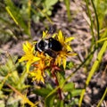 Bumblebee sitting on a yellow flower. flower Stonecrop bugle.