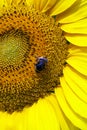 Bumblebee sitting on yellow sunflower. Close up, semi macro Royalty Free Stock Photo