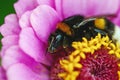 Bombus hortorum - bumblebee sleeping on a flower, daytime sleep Royalty Free Stock Photo