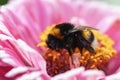 Bumblebee sleeping on pink zinnia flower, Bombus hortorum closeup Royalty Free Stock Photo