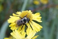 Bumblebee on Sneezeweed Flower Royalty Free Stock Photo
