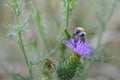 Bumblebee on a Spear Thistle , bee on a purple spiky flower Royalty Free Stock Photo