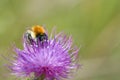 Bumblebee on a Spear Thistle, bee on a purple spiky flower Royalty Free Stock Photo