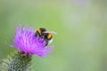 Bumblebee on a Spear Thistle flower, bee on a purple flower Royalty Free Stock Photo