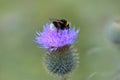 Bumblebee on a Spear Thistle flower, bee on a purple flower Royalty Free Stock Photo