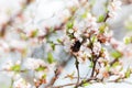 Bumblebee on the spring flower cherry