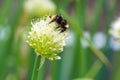 Bumblebee on Spring Garden. Red-tailed black bumblebee collecting pollen from spring onion flower Royalty Free Stock Photo
