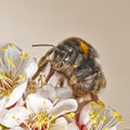 BumbleBee in the spring garden taking a honey dew from the apple tree. Macro image Royalty Free Stock Photo