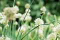 Bumblebee on Spring Onion. Red-tailed black bumblebee collecting pollen from onion flower