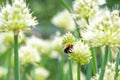 Bumblebee on Spring Onion. Red-tailed black bumblebee collecting pollen from onion flower