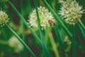 Bumblebee on Spring Onion. Red-tailed black bumblebee collecting pollen from onion flower Royalty Free Stock Photo