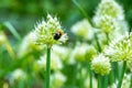 Bumblebee on Spring Onion. Red-tailed black bumblebee collecting pollen from spring onion flower