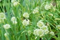 Bumblebee on Spring Onion. Red-tailed black bumblebee collecting pollen from spring onion flower