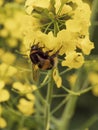 a bumblebee stunned yellow rapeseed flowers