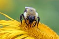 Bumblebee sucking nectar