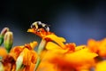 Bumblebee sucking pollen from flowers