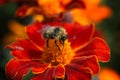 Bumblebee sucking pollen from flowers