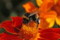 Bumblebee sucking pollen from flowers