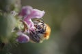 Bumblebee sucking pollen from a wild flower Royalty Free Stock Photo