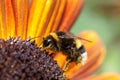 Bumblebee on sunflower Royalty Free Stock Photo