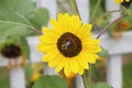 Bumblebee sunflower Royalty Free Stock Photo