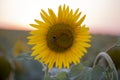 Bumblebee and Sunflower. Royalty Free Stock Photo