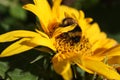 Bumblebee sunflower close Royalty Free Stock Photo