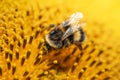 Bumblebee on sunflower covered with pollen. Yellow background, macro shot. Royalty Free Stock Photo