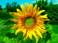 Bumblebee on sunflower flower Royalty Free Stock Photo