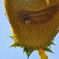 Bumblebee on sunflower