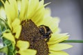 Bumblebee on a sunflower Royalty Free Stock Photo