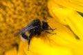 Bumblebee on sunflower macro Royalty Free Stock Photo