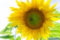 Bumblebee on the sunflower. nature, wildlife. Royalty Free Stock Photo