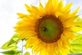 Bumblebee on the sunflower. nature, wildlife. Royalty Free Stock Photo