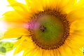 Bumblebee on the sunflower. nature, wildlife. Royalty Free Stock Photo