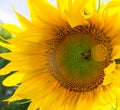 Bumblebee on the sunflower. nature, wildlife. Royalty Free Stock Photo