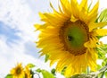 Bumblebee on the sunflower. nature, wildlife. Royalty Free Stock Photo