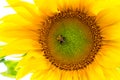 Bumblebee on the sunflower. nature, wildlife.