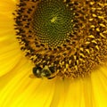 Bumblebee Sunflower Royalty Free Stock Photo