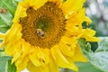 Bumblebee sunflower Royalty Free Stock Photo