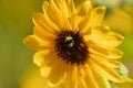 Bumblebee on a sunflower in warm summer sunshine Royalty Free Stock Photo