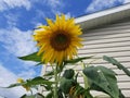 Sunday Sunflower on a sunny day2 Royalty Free Stock Photo