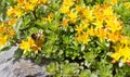 Bumblebee on sunny flowers of Sedum from the Crassula family Royalty Free Stock Photo