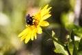 Bumblebee takes pollen from a yellow wildflower Royalty Free Stock Photo