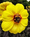 A bumblebee taking nectar from a blooming yellow flower Royalty Free Stock Photo