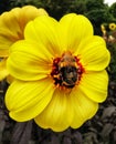 A bumblebee taking nectar from a blooming yellow flower