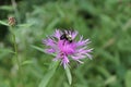 A bumblebee taking nectar from a Knapweed flower