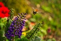 A bumblebee taking off from a butterfly lilac flower. The bumblebee is collecting nectar Royalty Free Stock Photo