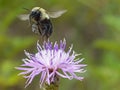 Bumblebee Taking Off from A Knapweed Flower 2