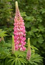 Bumblebee at tall pink Lupin flower Royalty Free Stock Photo